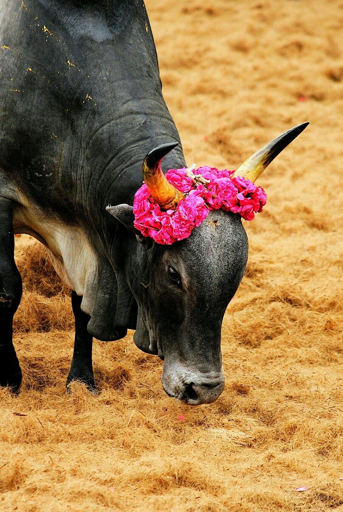 Assembly Speaker Expunges Jallikattu Remarks