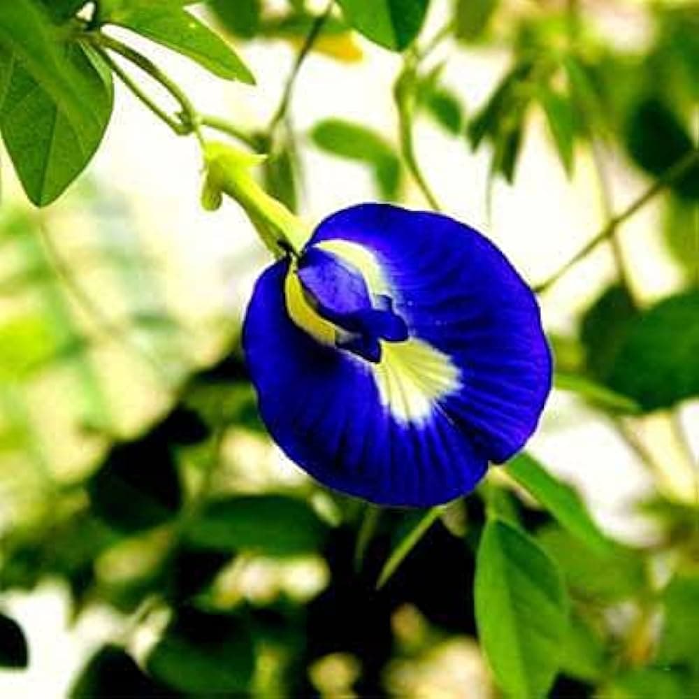 शंखपुष्पी की खेती से अधिक लाभ कैसे कमाएं?
